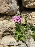 Image of Centranthus macrosiphon Boiss.