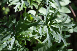 Plancia ëd Delphinium scopulorum A. Gray