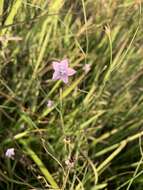 صورة Wahlenbergia undulata (L. fil.) A. DC.