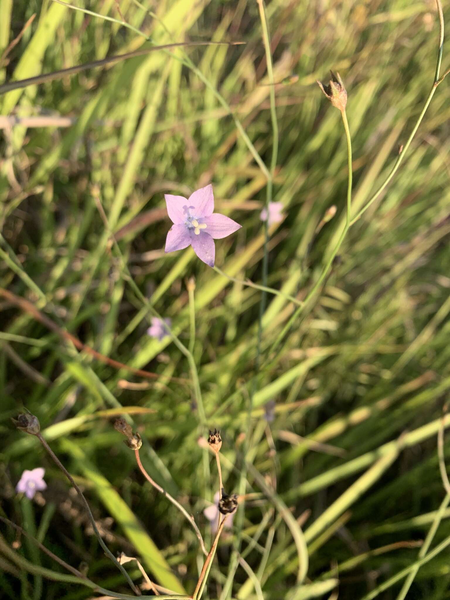 صورة Wahlenbergia undulata (L. fil.) A. DC.