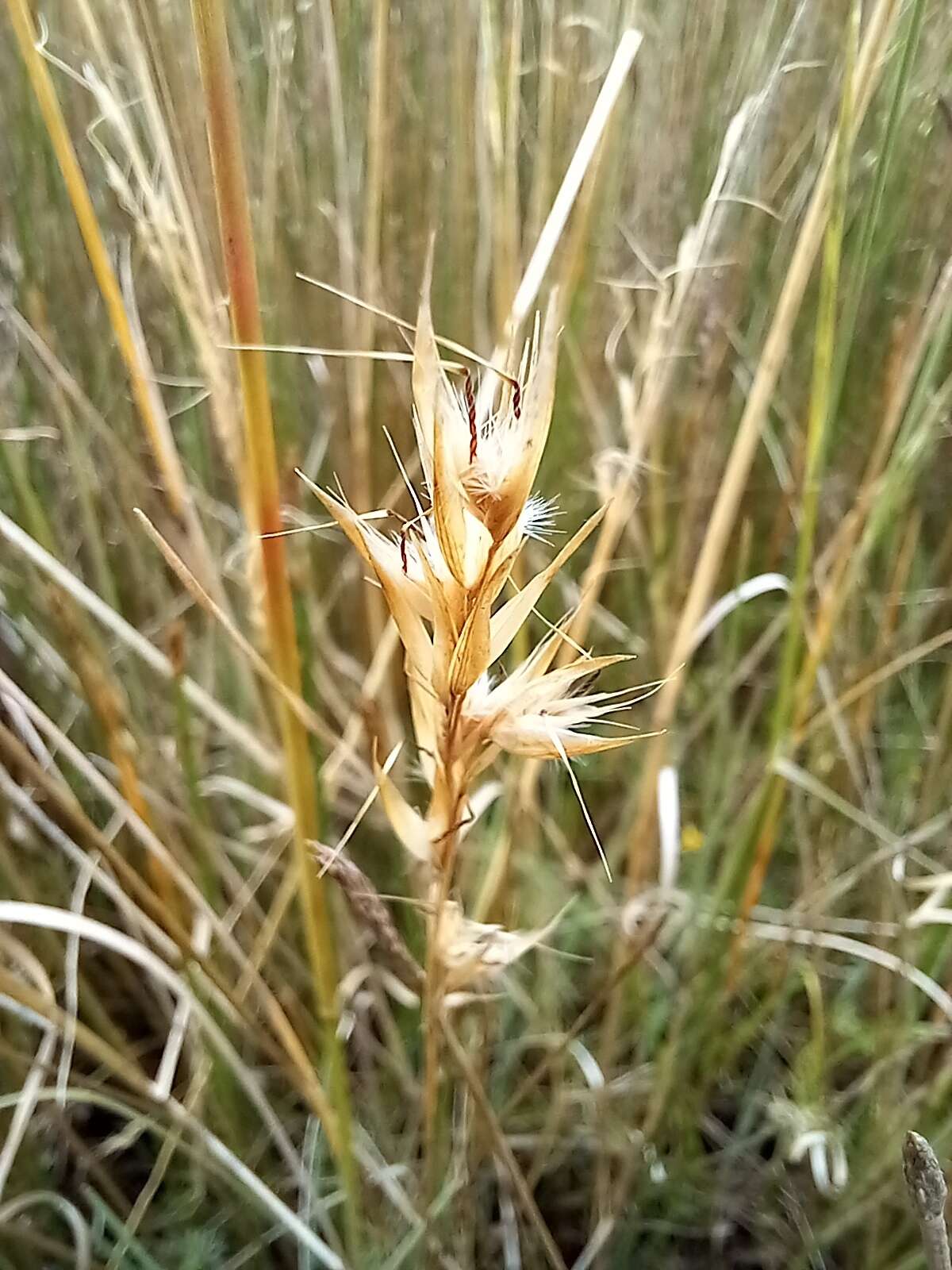 Image of Rytidosperma duttonianum (Cashmore) Connor & Edgar