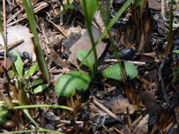 Image de Erigeron vernus (L.) Torr. & A. Gray