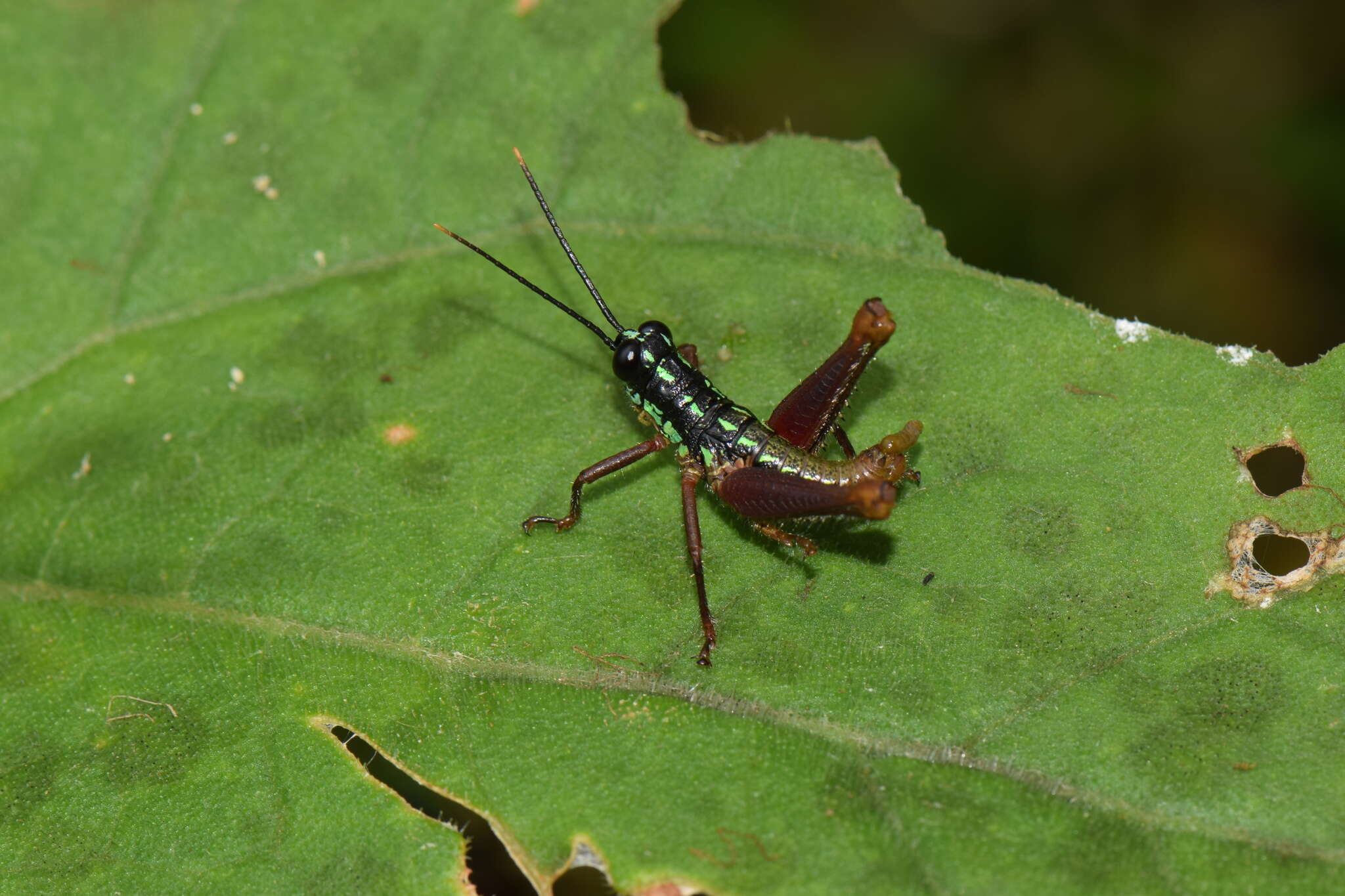 Galidacris agilis Descamps & Amédégnato 1972的圖片