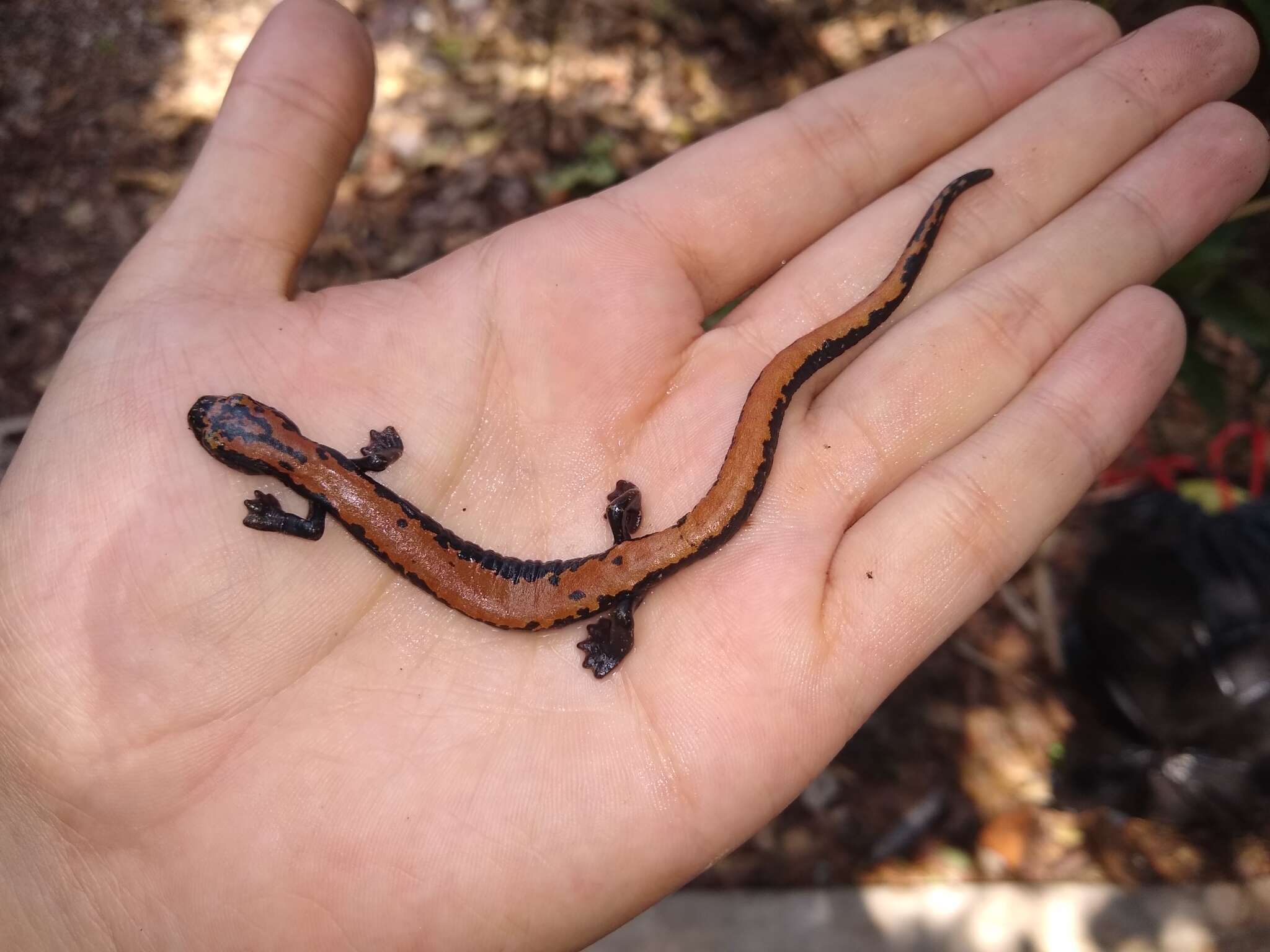 Image of Broadfoot Mushroomtongue Salamander