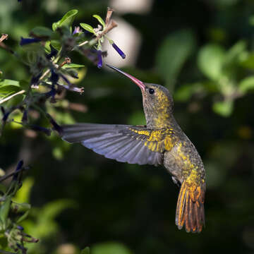 Image of Gilded Hummingbird