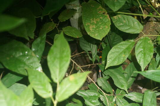 Image of Snail-eating Thirst Snake