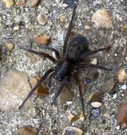 Image of Black lace-weaver