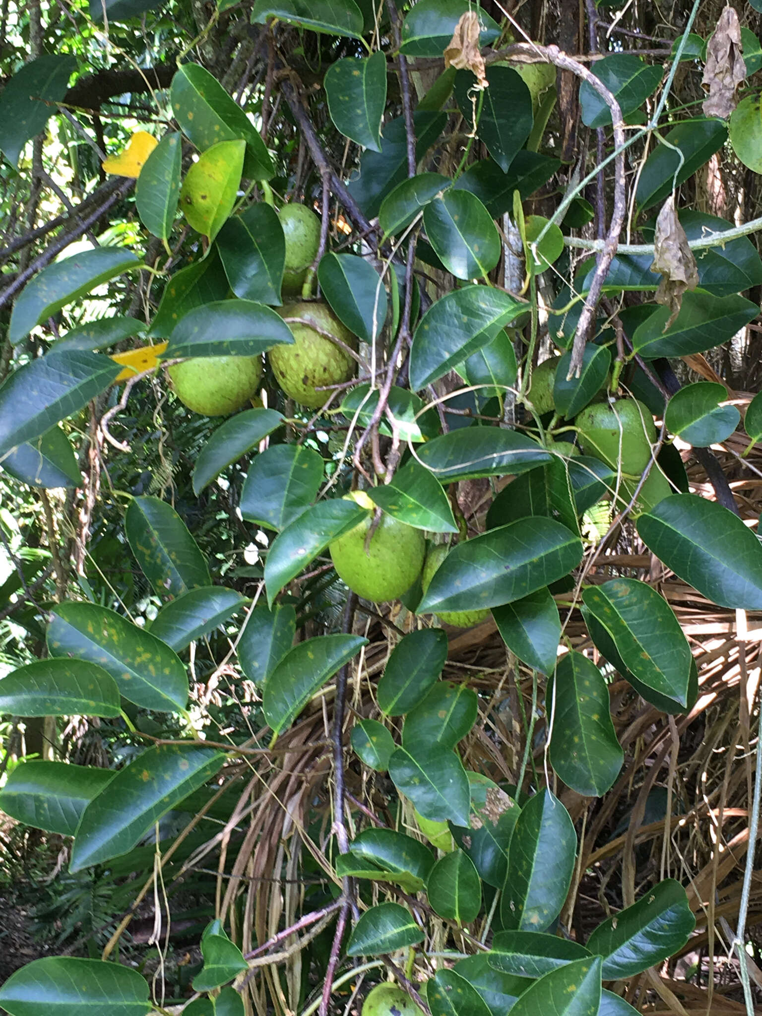 Слика од Annona glabra L.