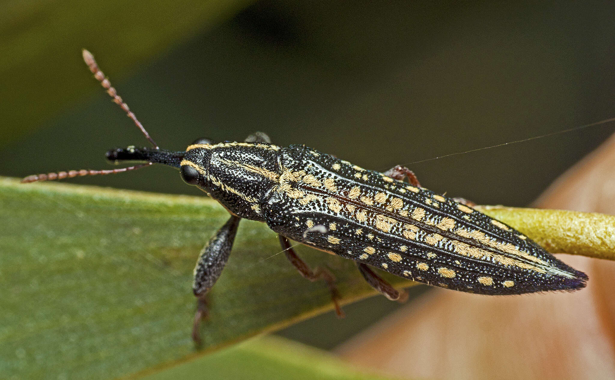 Image of Rhinotia lineata Zimmerman 1994