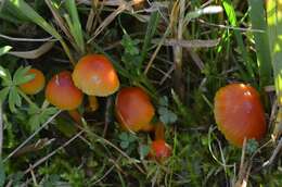 Image of Hygrocybe mucronella (Fr.) P. Karst. 1879