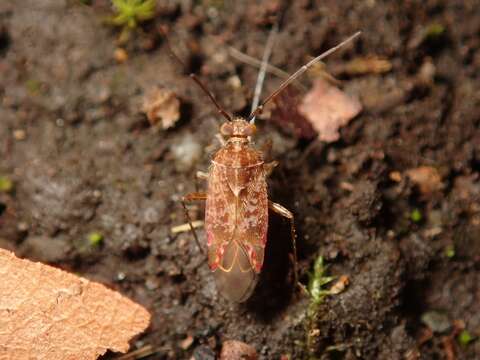 Tinginotum perlatum Linnavuori 1961的圖片