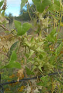 Image of Antirrhinum wislizenii (Engelm. ex A. Gray) Tidestr.