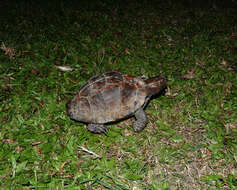 Image of Keeled box turtle