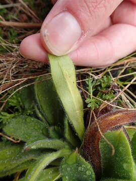 Image of Myosotis explanata Cheeseman