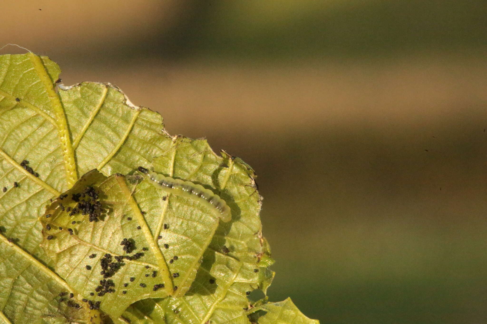 Image of walnut leaf miner