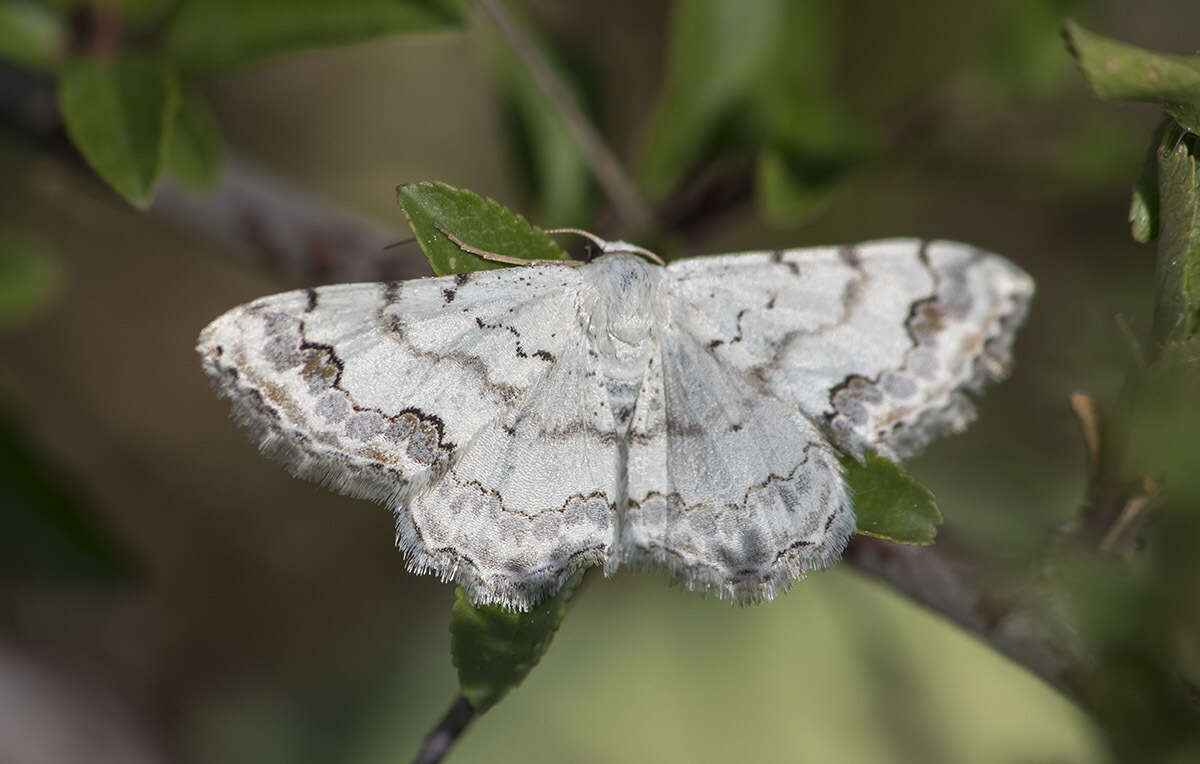 Image of middle lace border