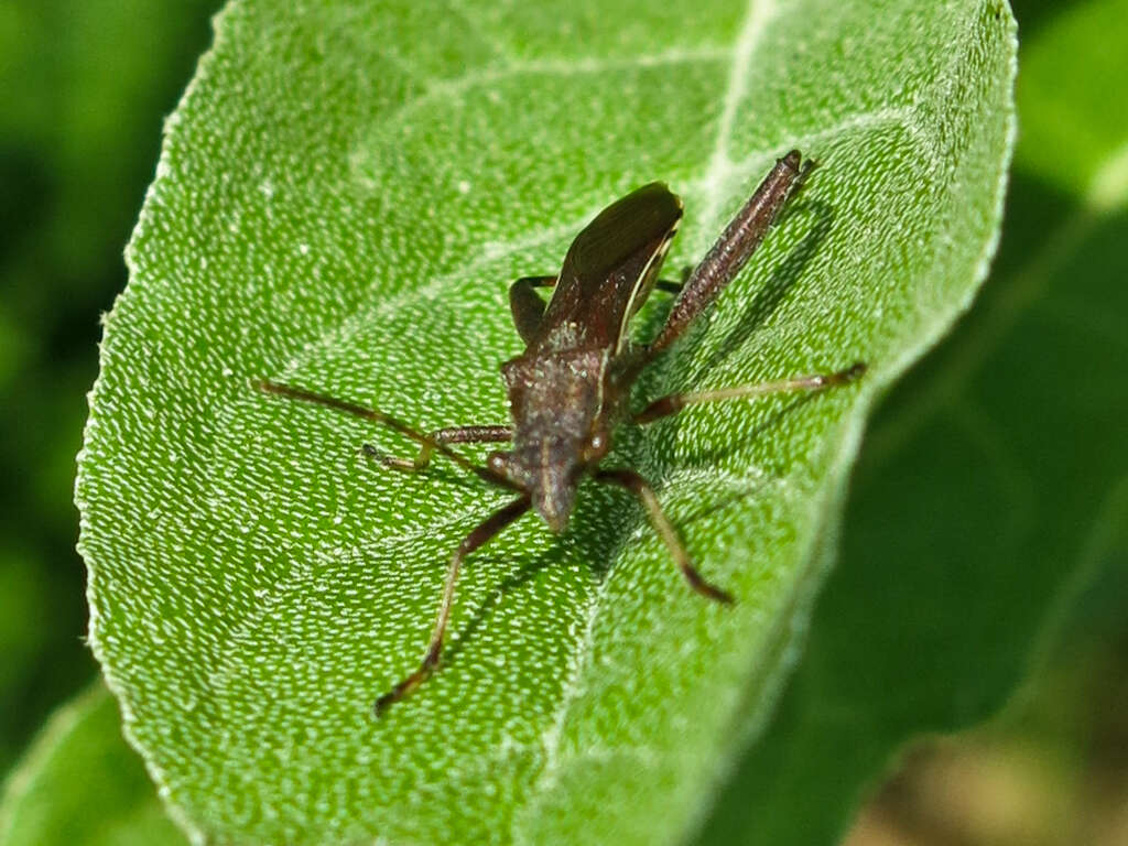 Image of Broad-Headed Bug