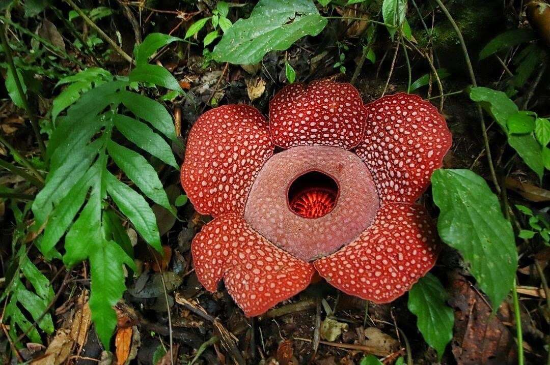 Image of Rafflesia mira Fernando & Ong