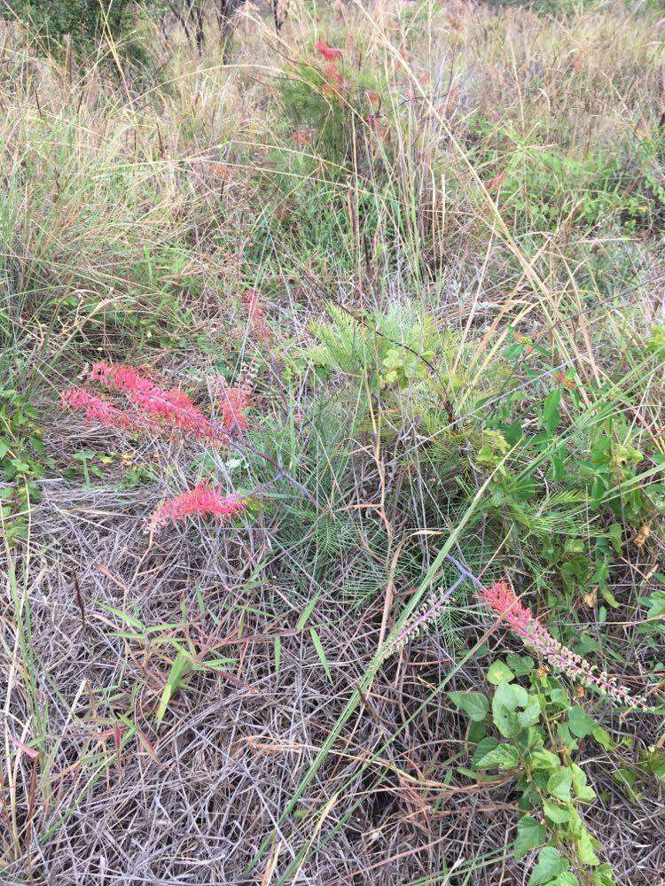 Image of Grevillea dryandri subsp. dryandri