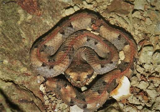 Image of Hognosed Pit Viper