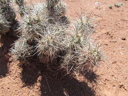 Image of Tephrocactus alexanderi (Britton & Rose) Backeb.