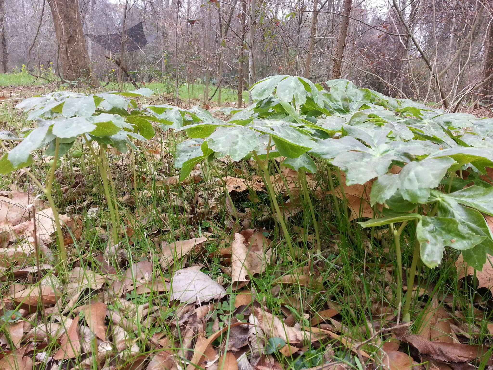 Image of mayapple