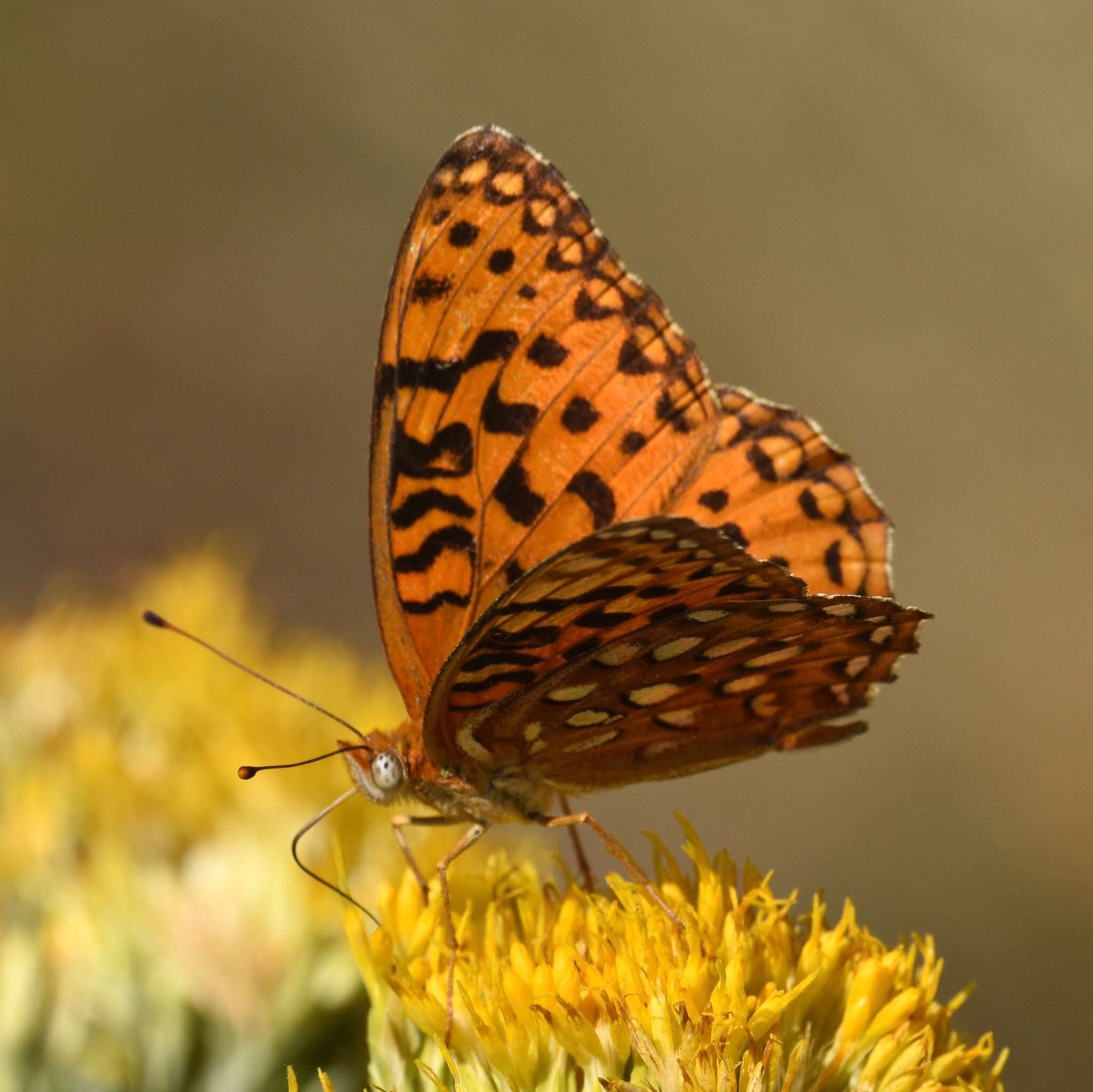 Image of Speyeria coronis carolae Dos Passos & Grey 1942