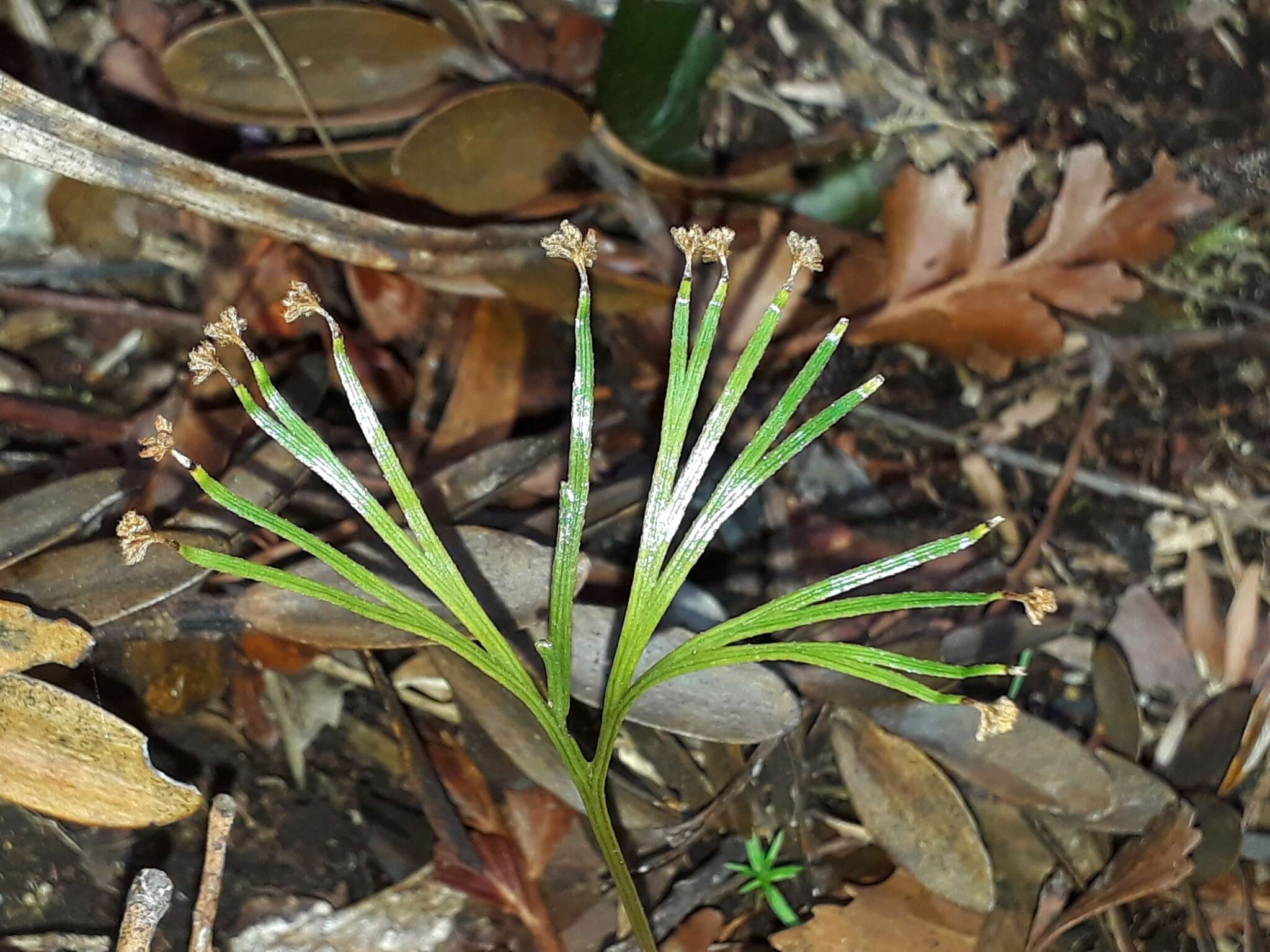 Imagem de Schizaea dichotoma (L.) Sm.