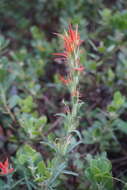 Слика од Castilleja pruinosa Fern.