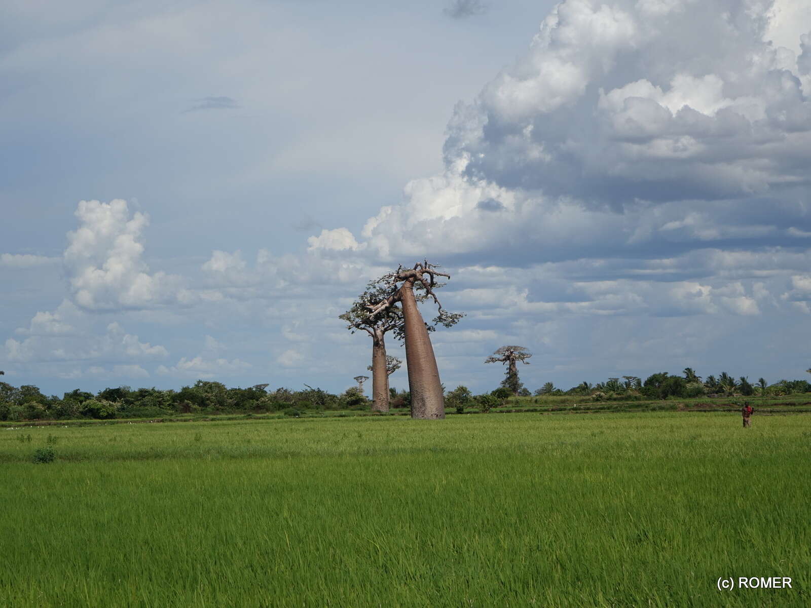 Image of Grandidier’s baobab