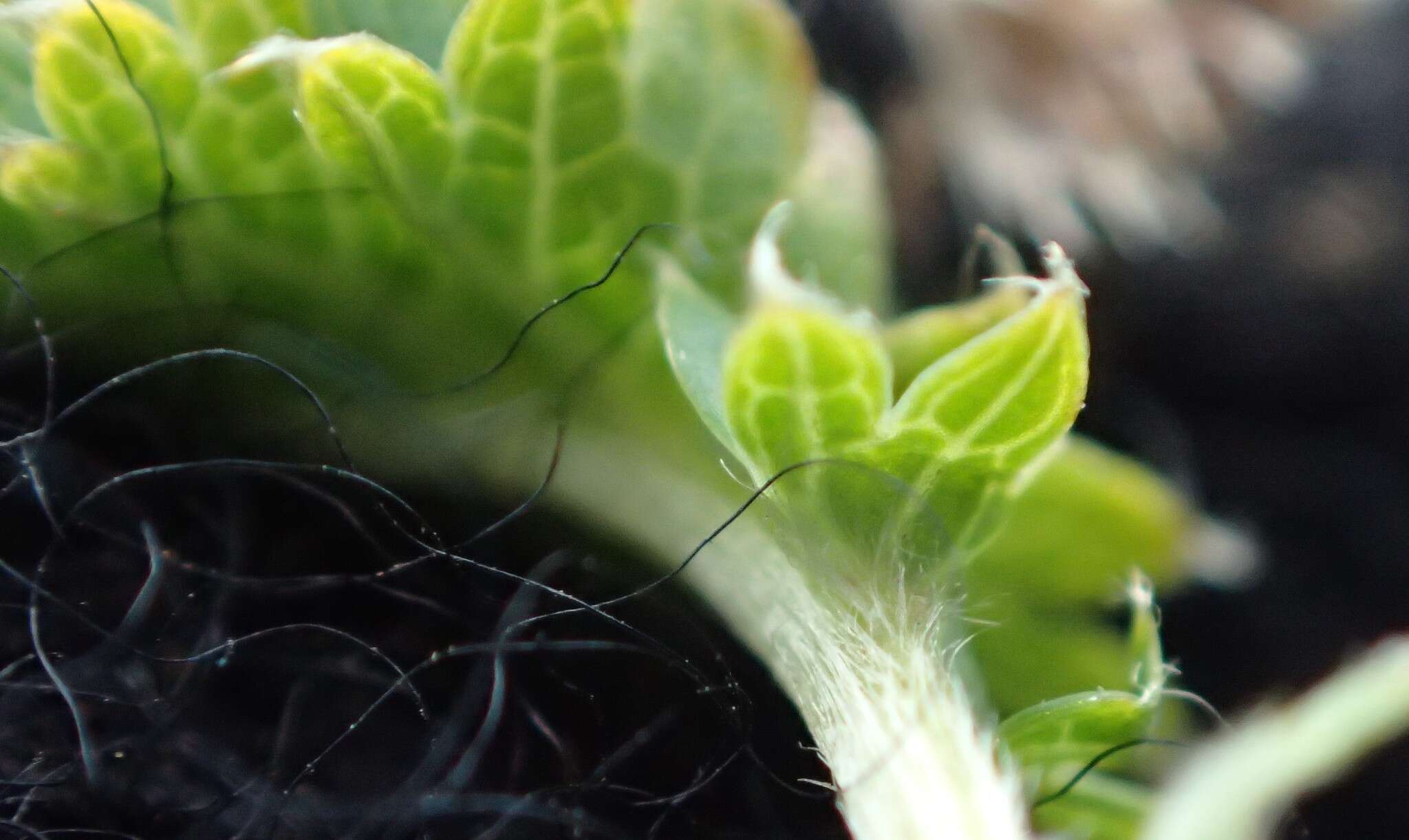 Plancia ëd Acaena minor (Hook. fil.) Allan