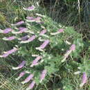 Image of silky prairie clover