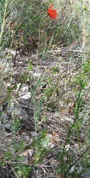 Image of Papaver laevigatum M. Bieb.