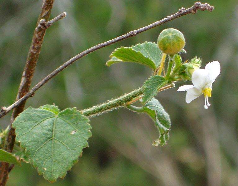 Imagem de Hibiscus meyeri subsp. meyeri