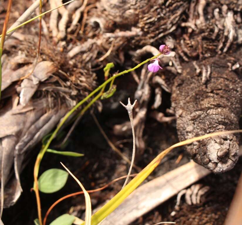 Indigofera ovata Thunb.的圖片