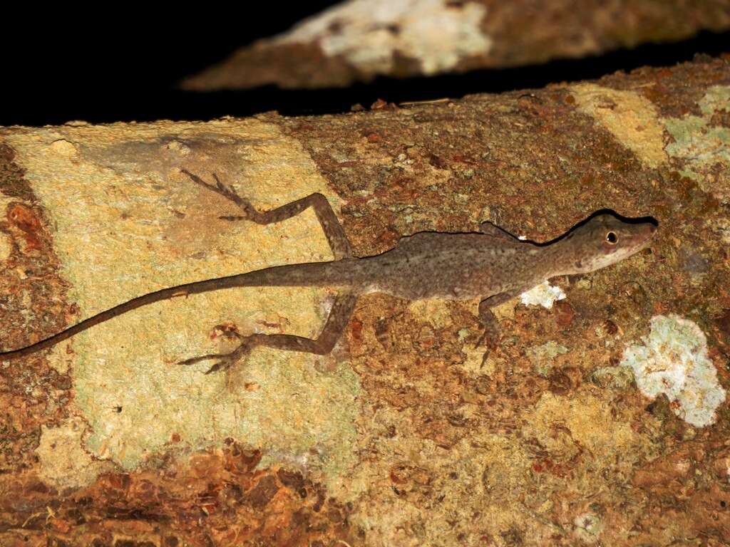 Image of Brown-eared anole