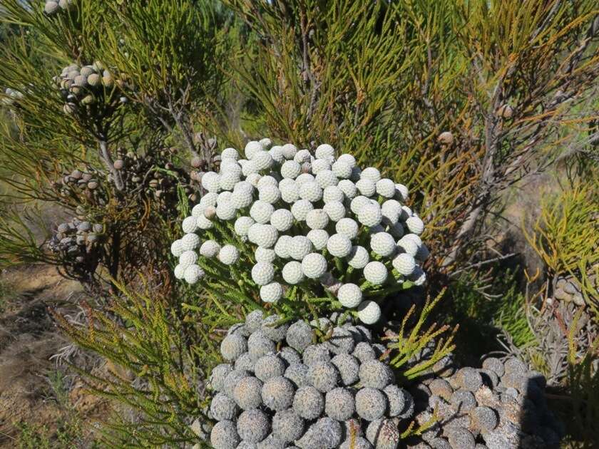 Image of Brunia noduliflora P Goldblatt & J. C. Manning