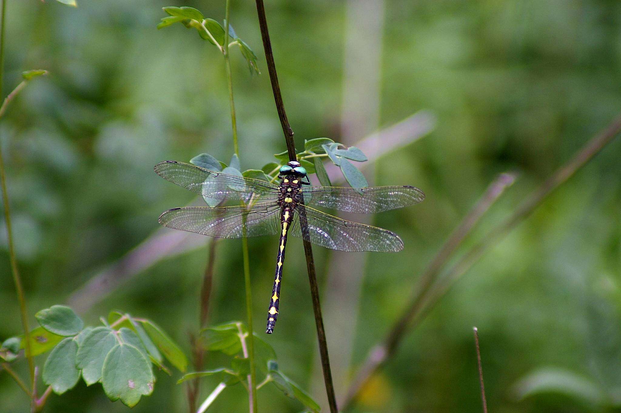 Image of Arrowhead Spiketail