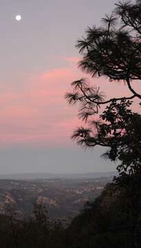 Image of Michoacán Pine