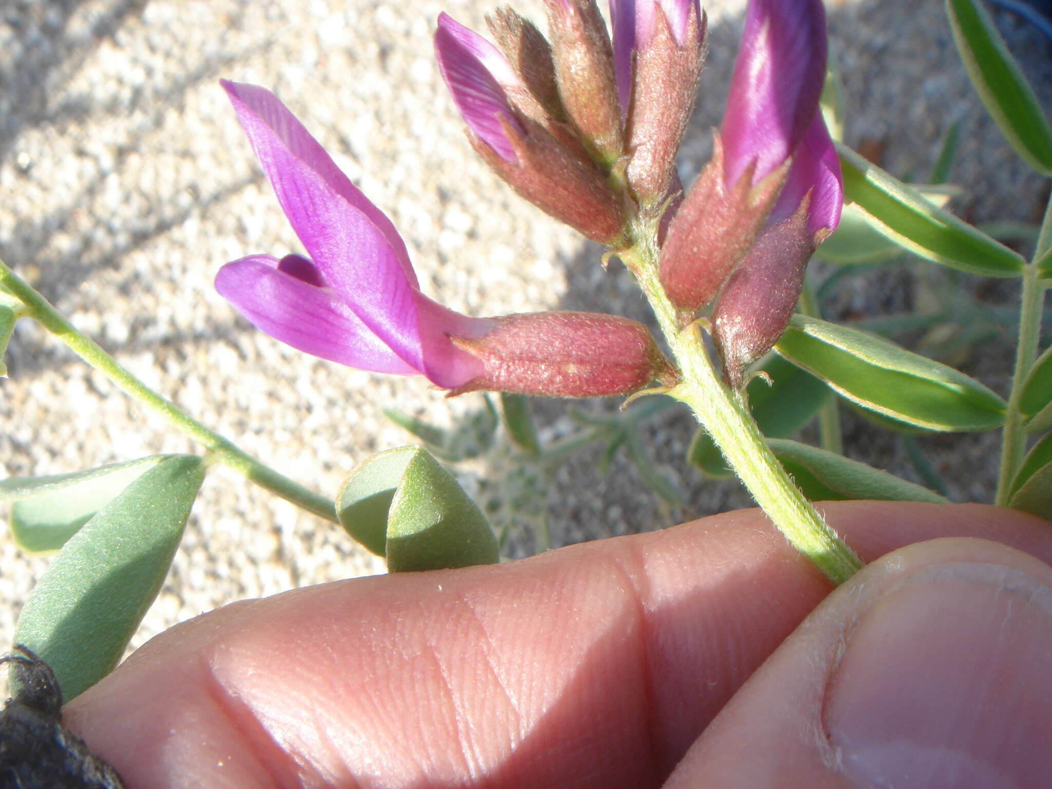 Image of Salton milkvetch