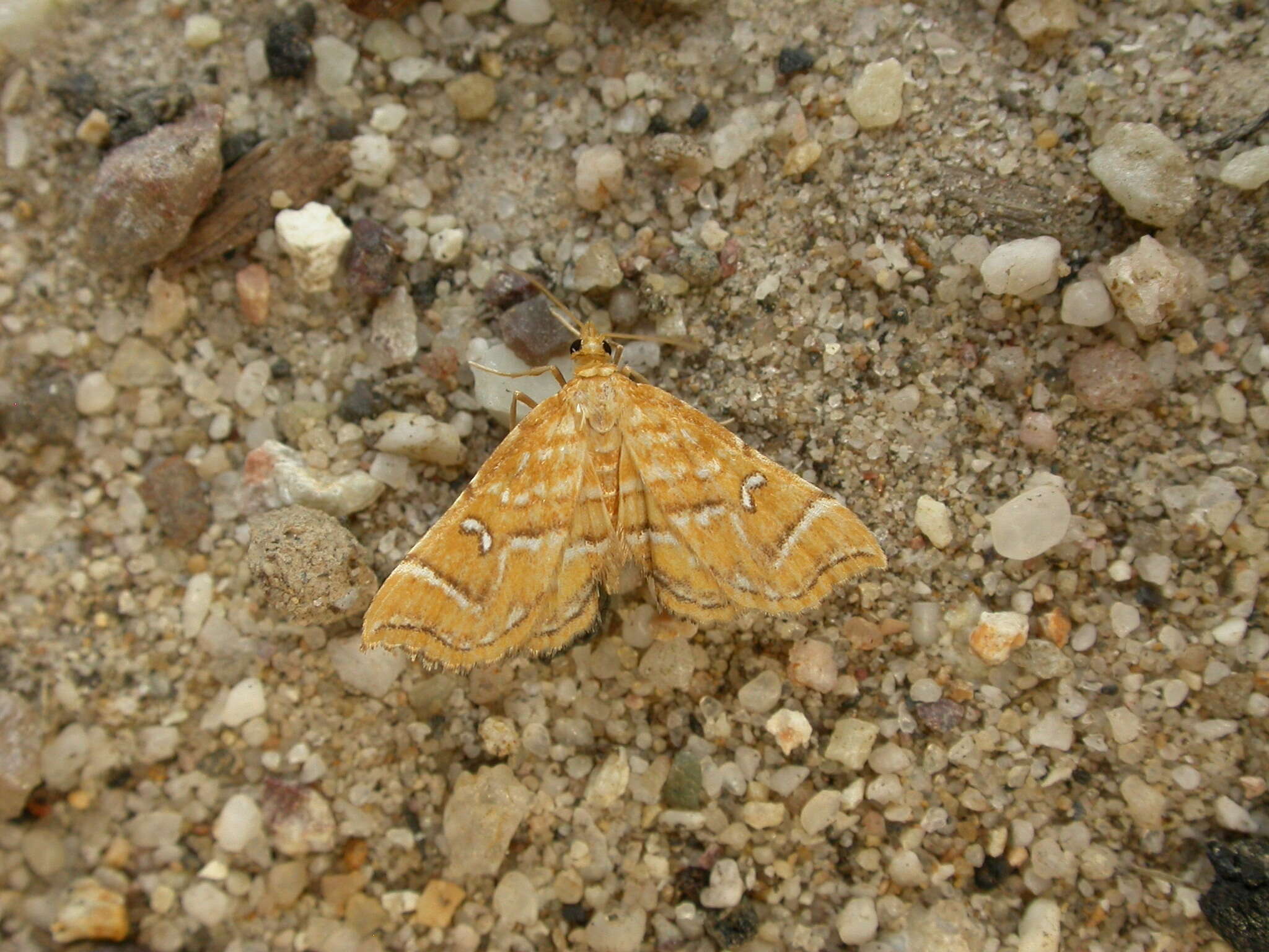 Image de Musotima ochropteralis Guenée 1854