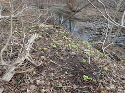 Image of Bog rhubarb