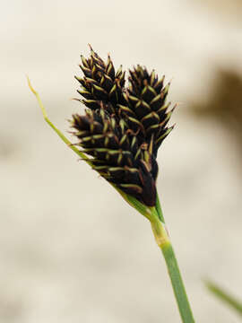 Image of Carex parviflora Host