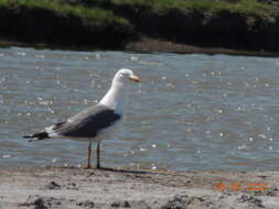 Image of Larus fuscus barabensis Johansen & HC 1960