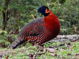 Image of Crimson Horned-pheasant