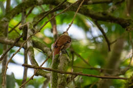 Image of Streaked Xenops