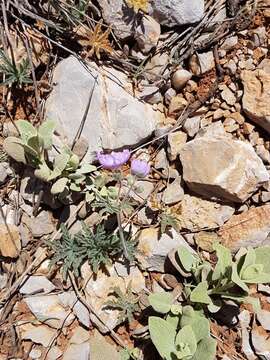 Image of Tuberous Cranesbill