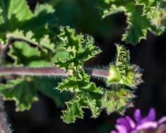 Image of rose scented geranium