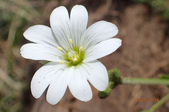 Image of Cerastium arabidis E. Mey. ex Fenzl