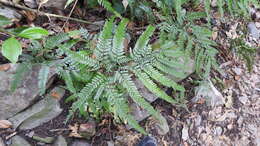 Image of East Indian hollyfern